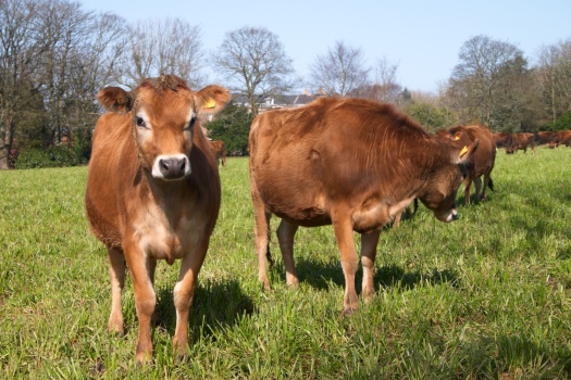 Jersey cows on a green grass